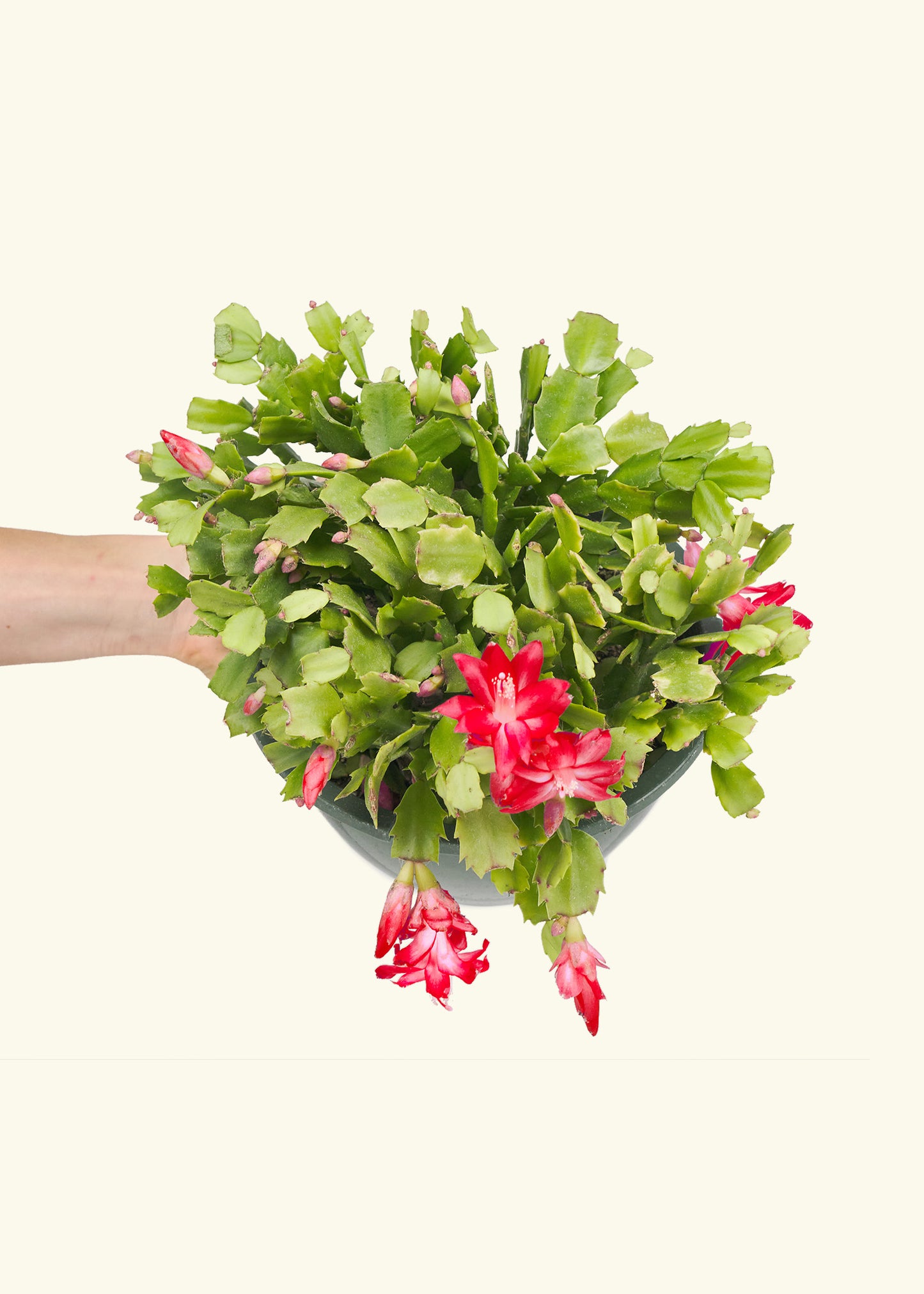 Christmas Cactus in a 8 inches grow pot