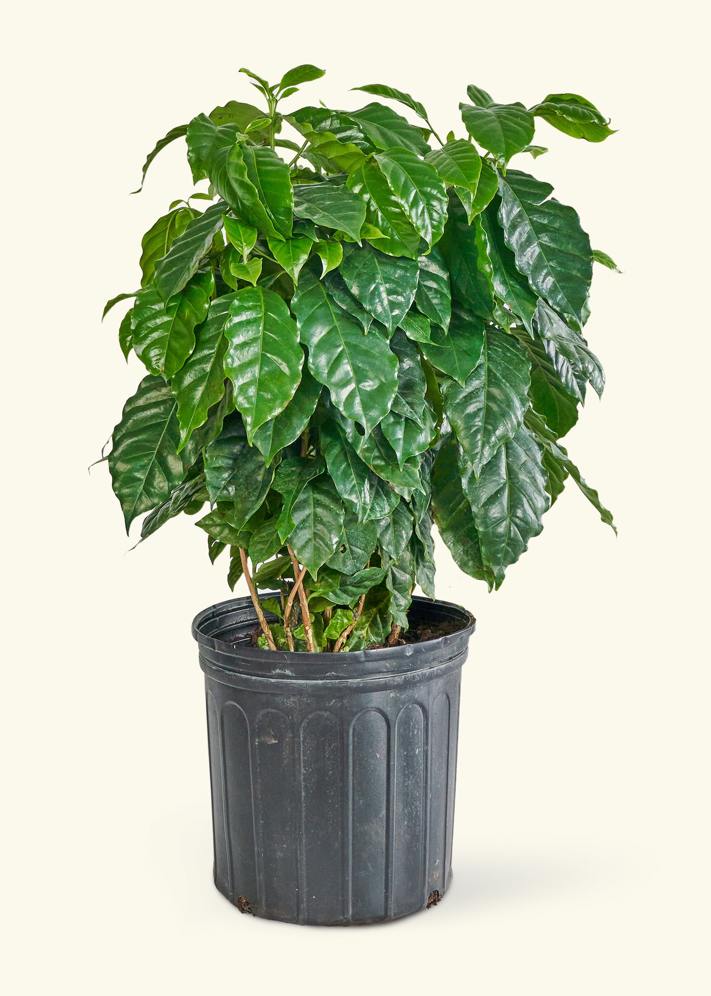 Coffee Plant, Large