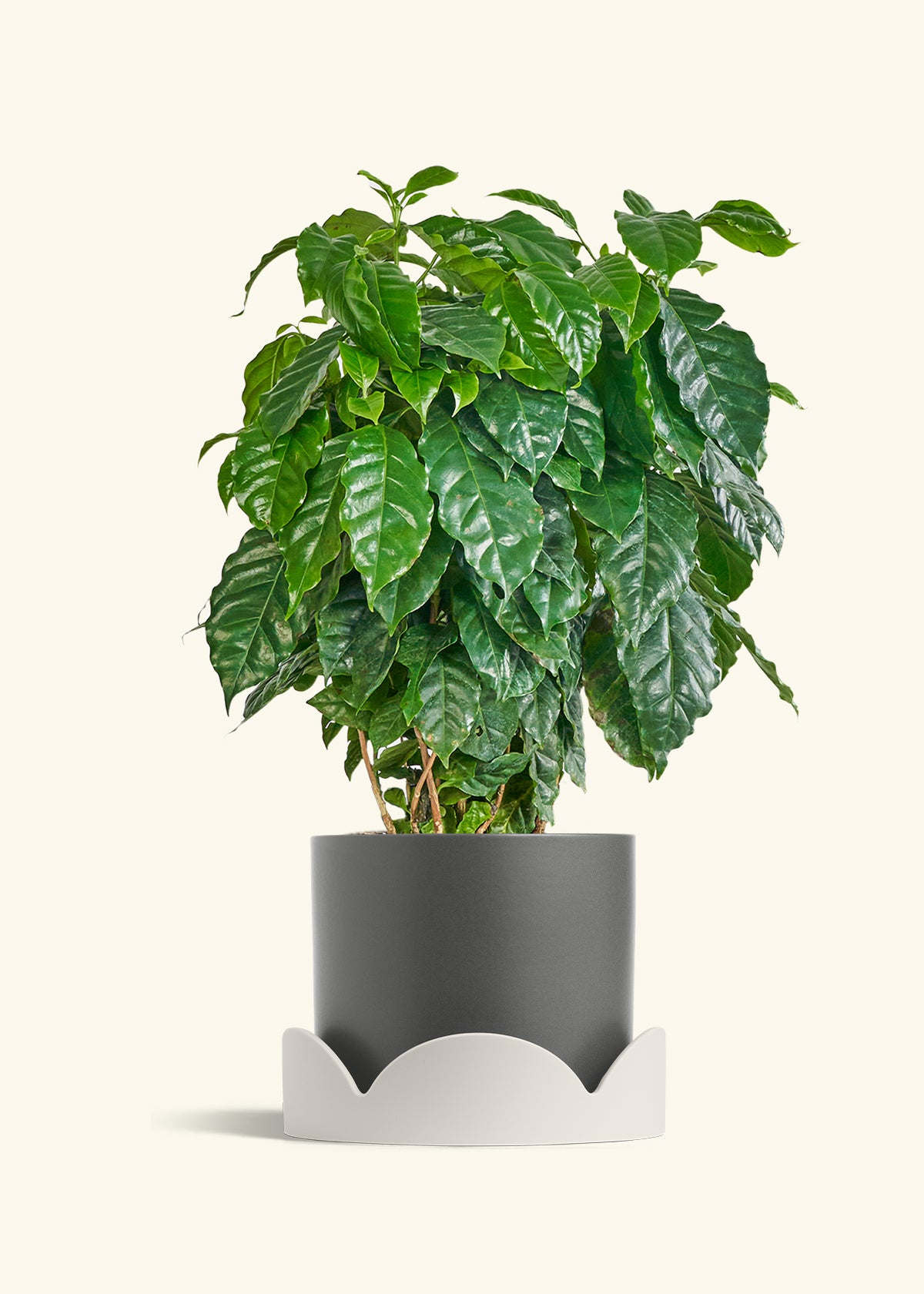 Classic Planter Tray Combo, Charcoal