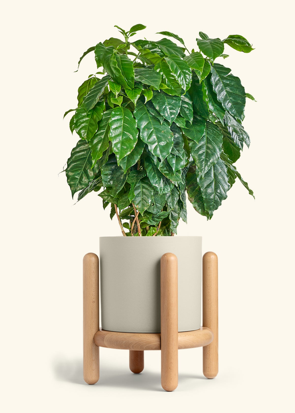 Coffee Plant in a 10 inches Oat Classic Cylinder Planter in a Beech Wood Stand