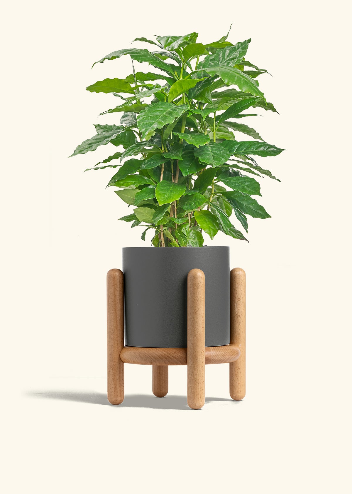 Coffee Plant in a 6 inches Charcoal Classic Cylinder Planter in a Beech Wood Stand