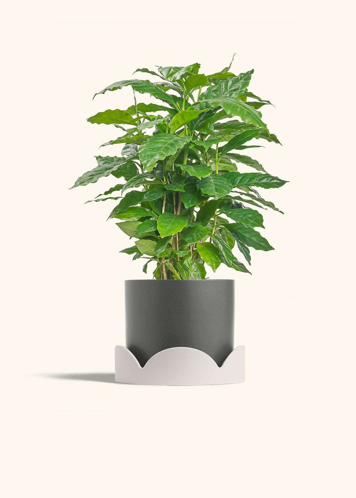 Coffee Plant in a 6 inches Charcoal Classic Cylinder Planter in a Oat Petal Drip Tray