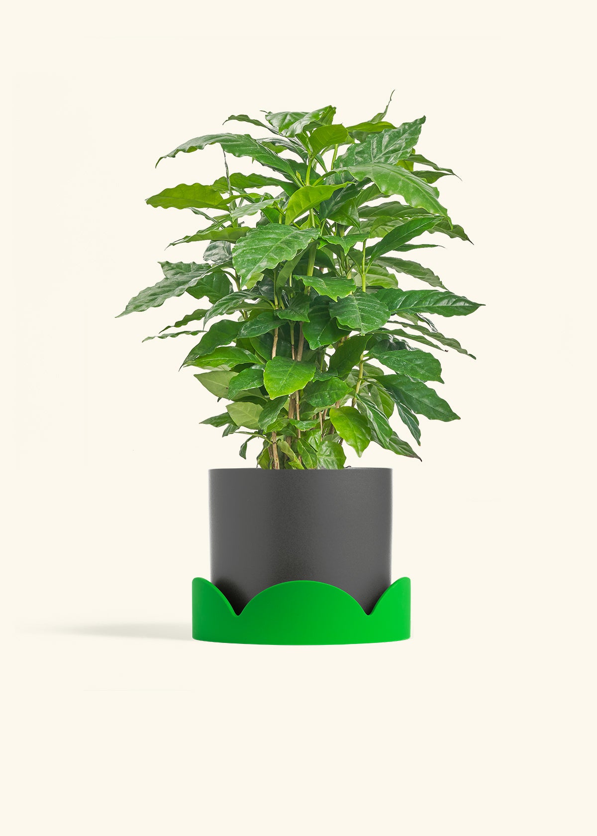 Coffee Plant in a 6 inches Charcoal Classic Cylinder Planter in a Shamrock Petal Drip Tray