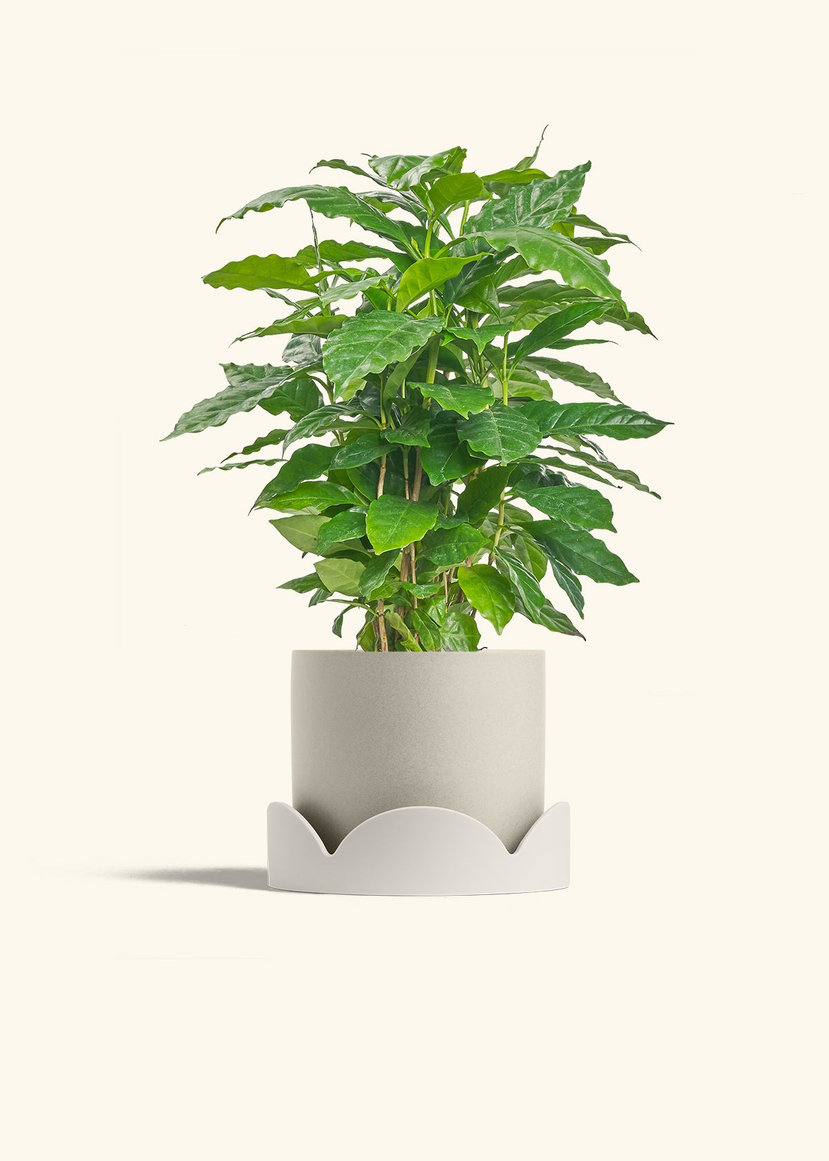 Coffee Plant in a 6 inches Oat Classic Cylinder Planter in a Oat Petal Drip Tray