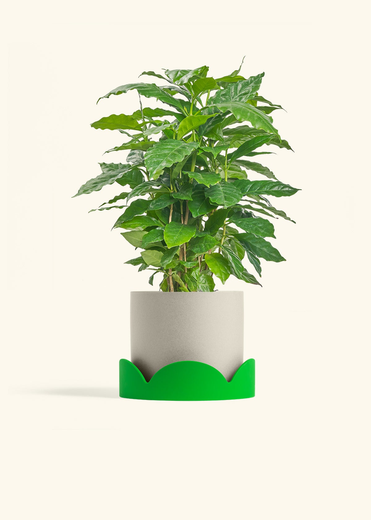 Coffee Plant in a 6 inches Oat Classic Cylinder Planter in a Shamrock Petal Drip Tray