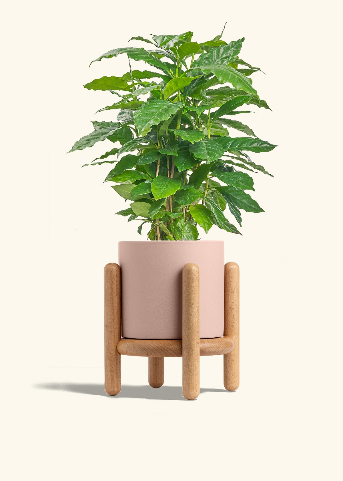 Coffee Plant in a 6 inches White Classic Cylinder Planter in a Shamrock Petal Drip Tray