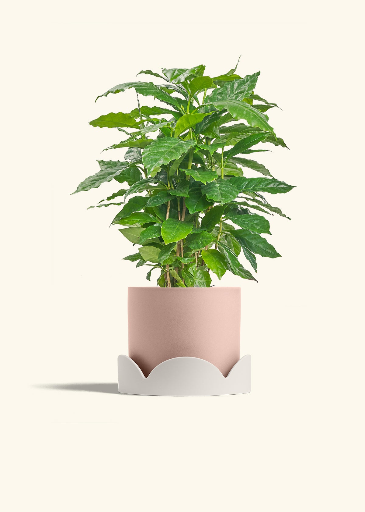 Coffee Plant in a 6 inches Pink Classic Cylinder Planter in a Beech Wood Stand