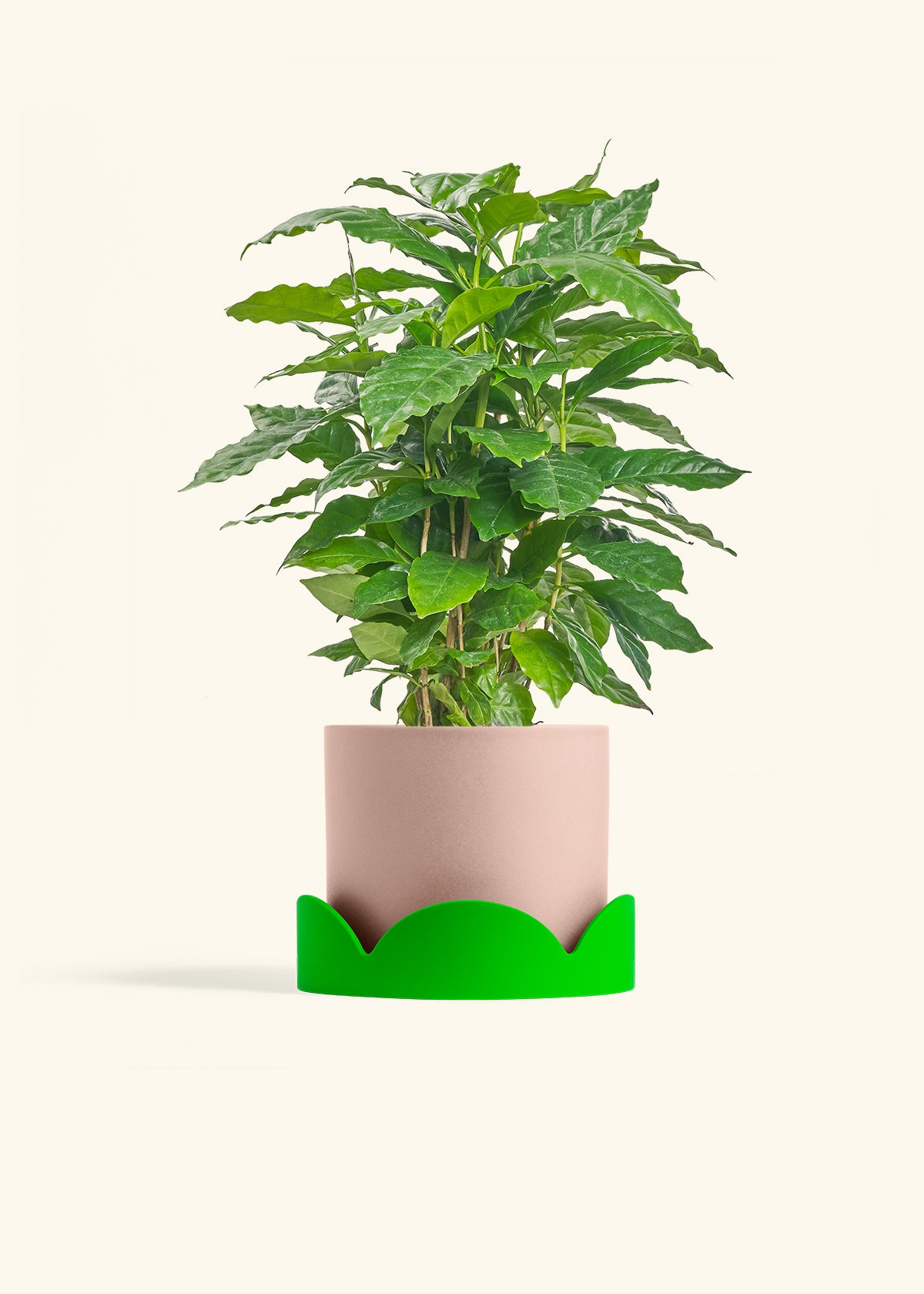 Coffee Plant in a 6 inches Pink Classic Cylinder Planter in a Oat Petal Drip Tray