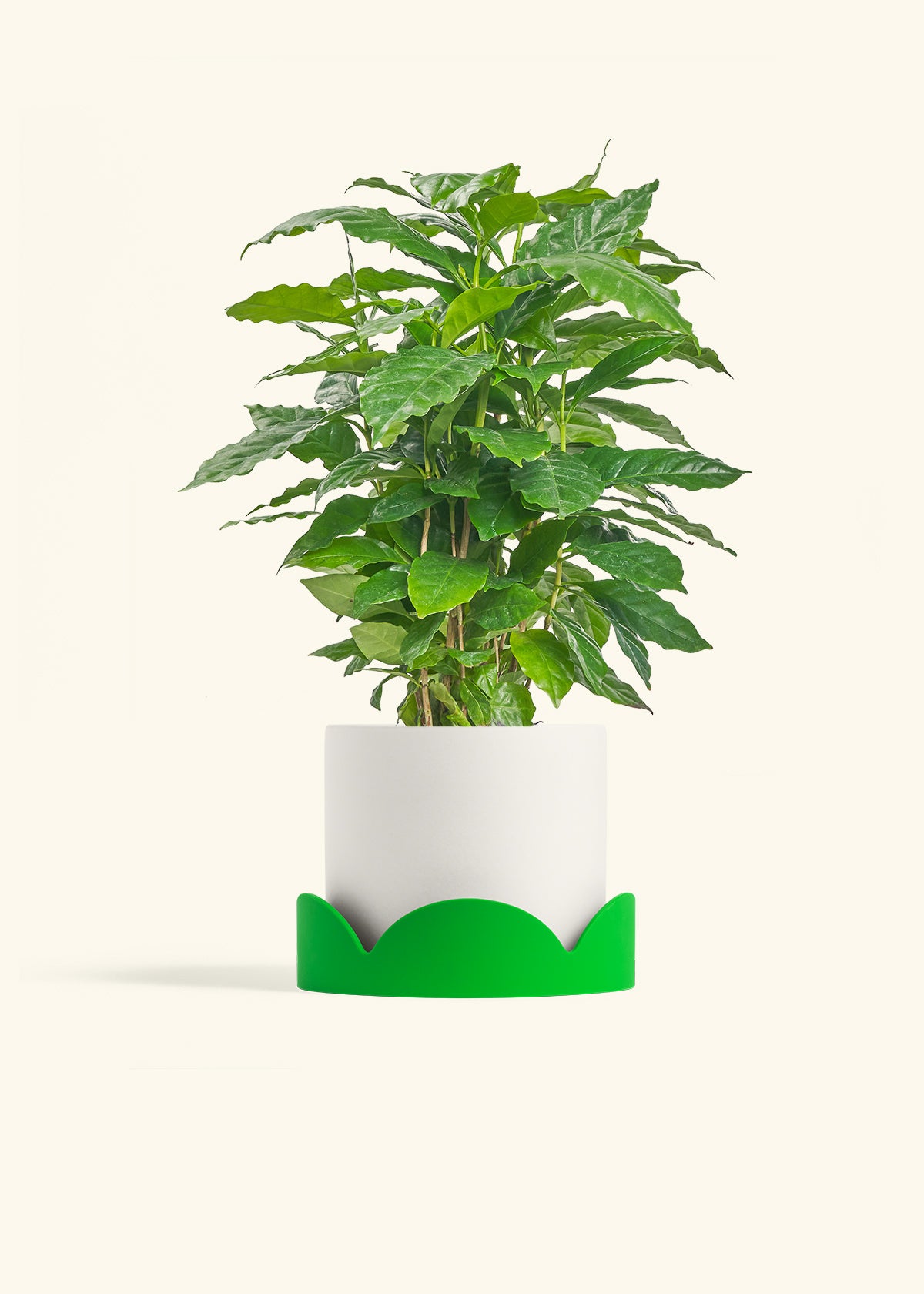 Coffee Plant in a 6 inches White Classic Cylinder Planter in a Oat Petal Drip Tray