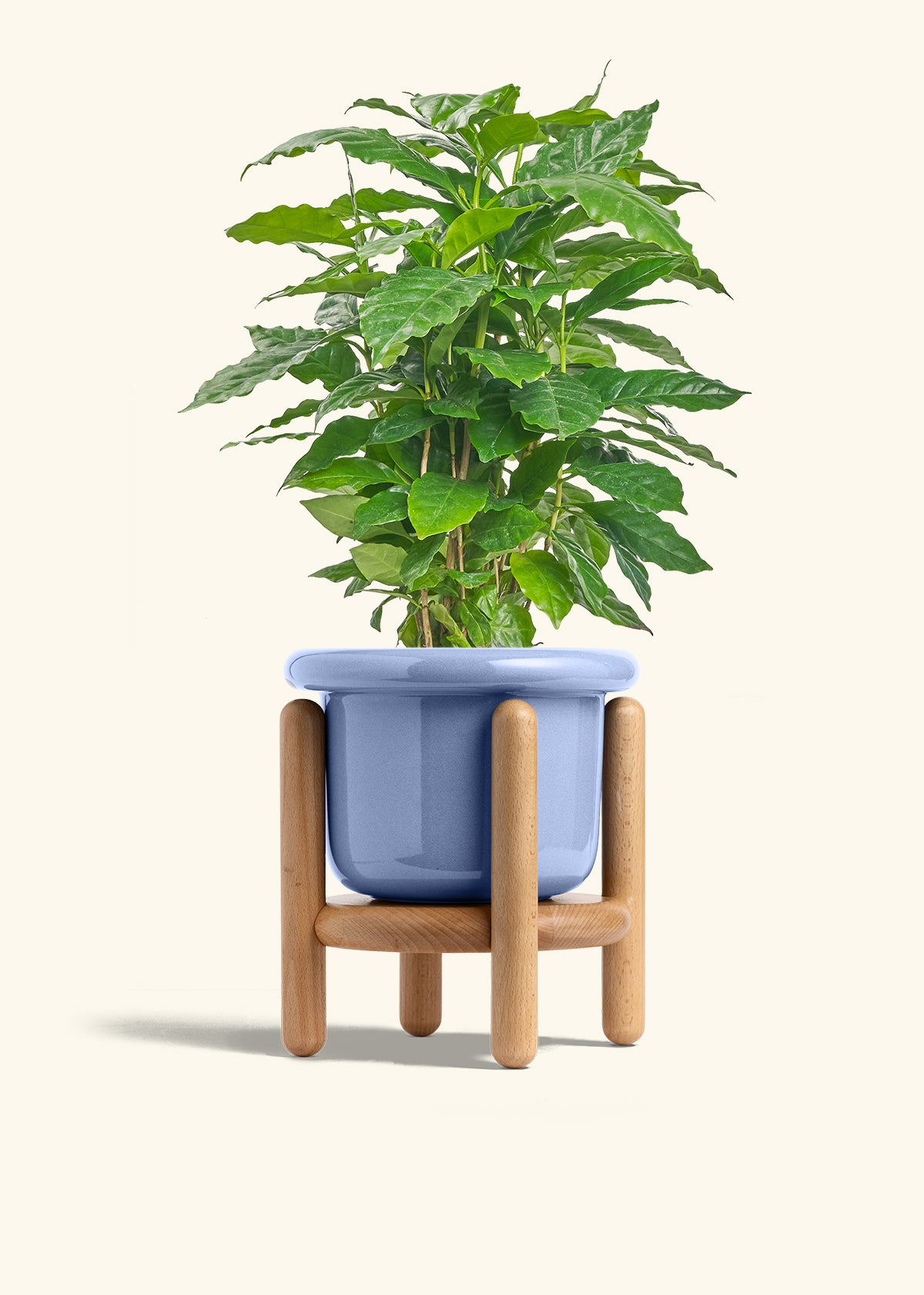 Coffee Plant in a 6 inches Fat Lip Blue Planter in a Beech Wood Stand