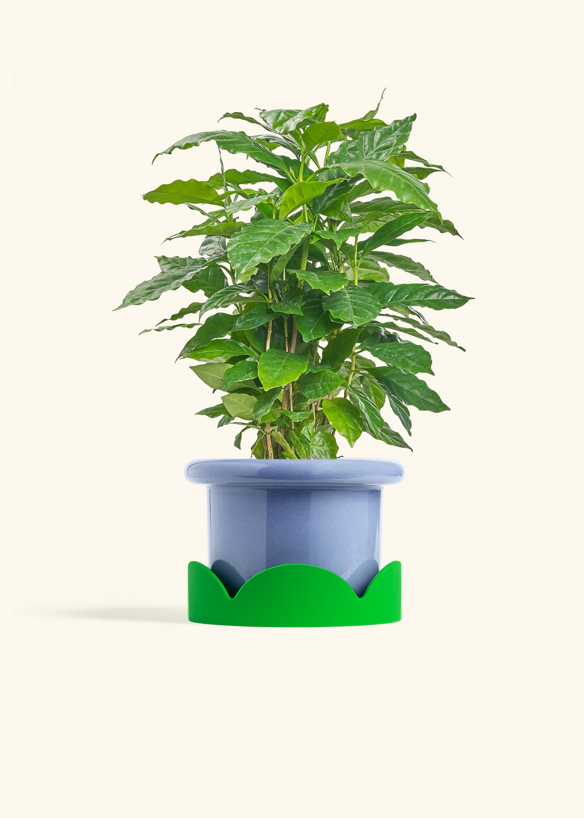 Coffee Plant in a 6 inches Fat Lip Blue Planter in a Shamrock Petal Drip Tray