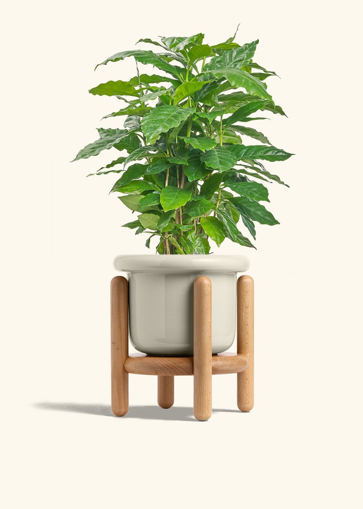 Coffee Plant in a 6 inches Fat Lip Oat Planter in a Beech Wood Stand