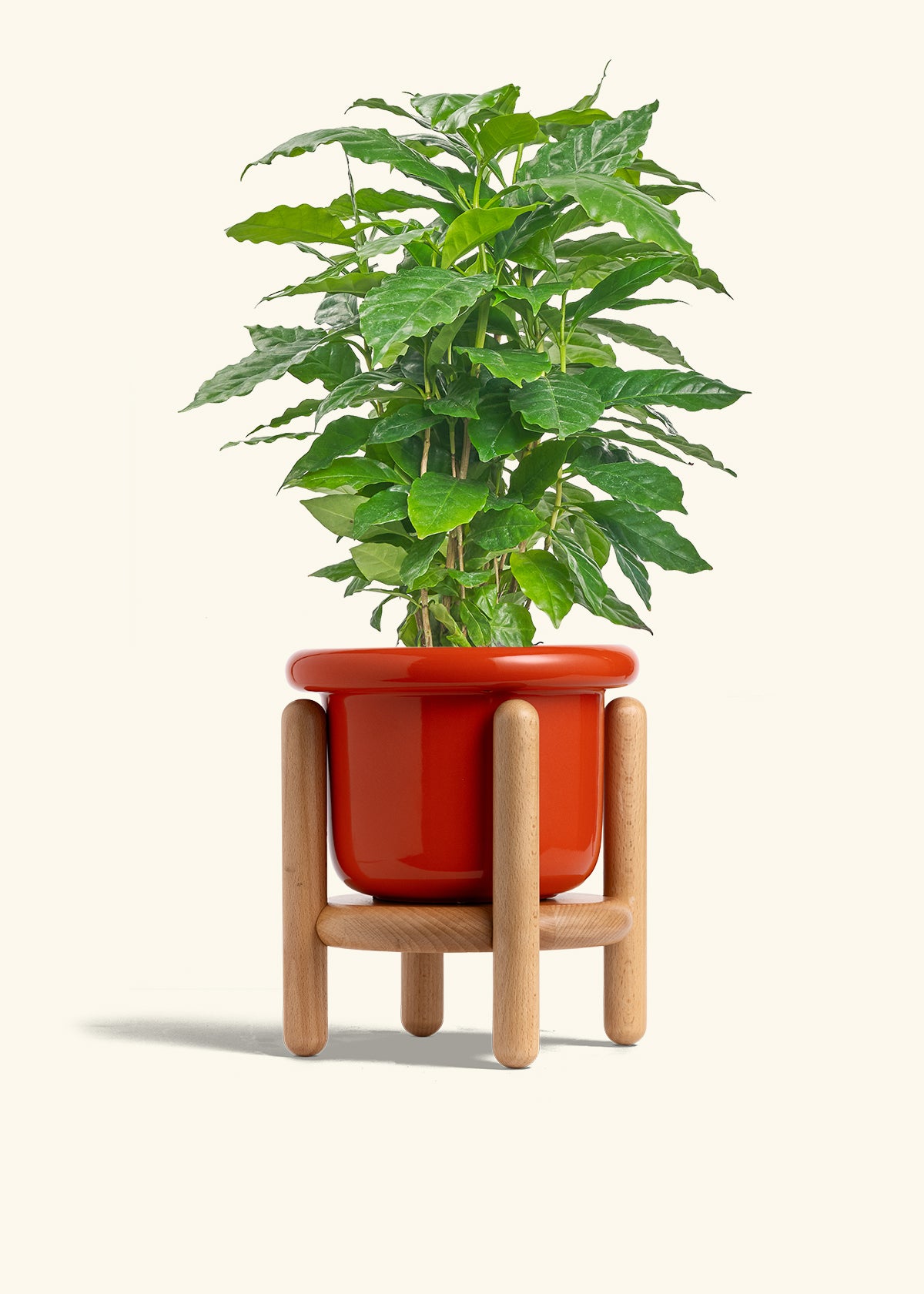 Coffee Plant in a 6 inches Fat Lip Red Planter in a Beech Wood Stand