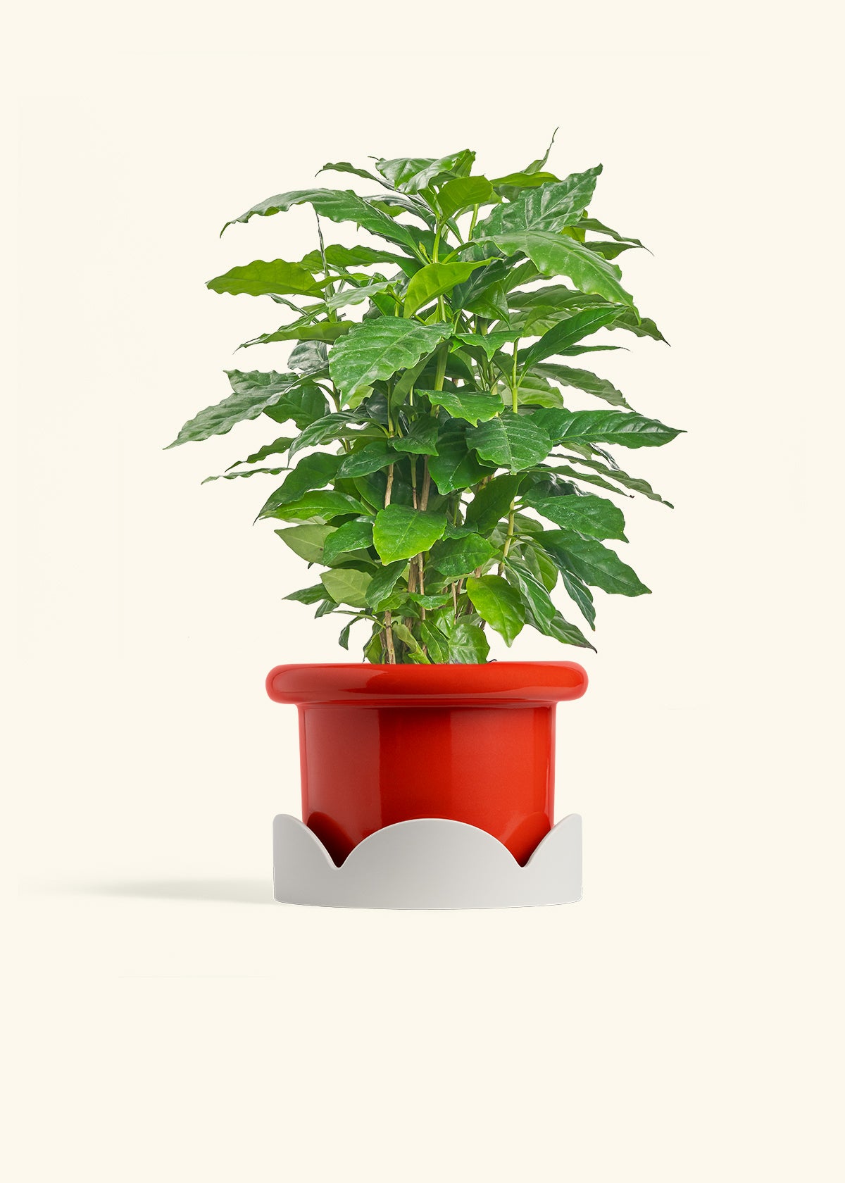 Coffee Plant in a 6 inches Fat Lip Red Planter in a Oat Petal Drip Tray