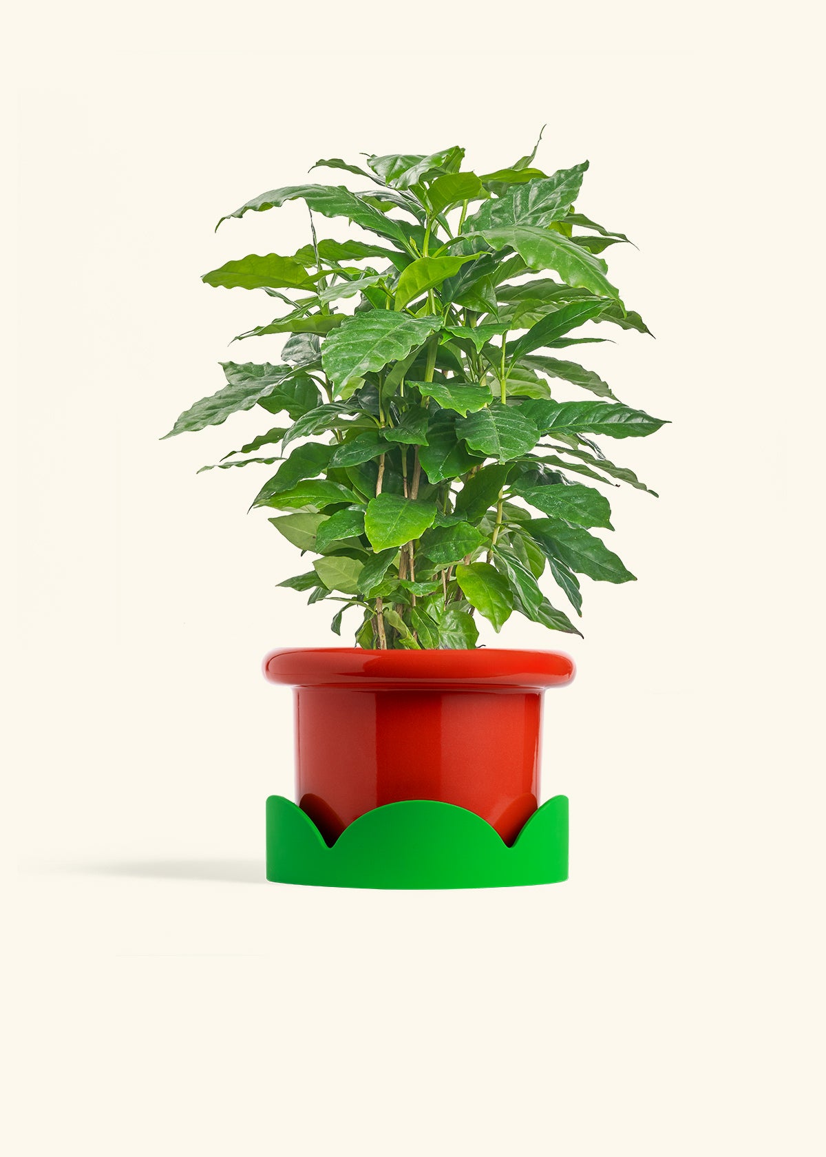 Coffee Plant in a 6 inches Fat Lip Red Planter in a Shamrock Petal Drip Tray