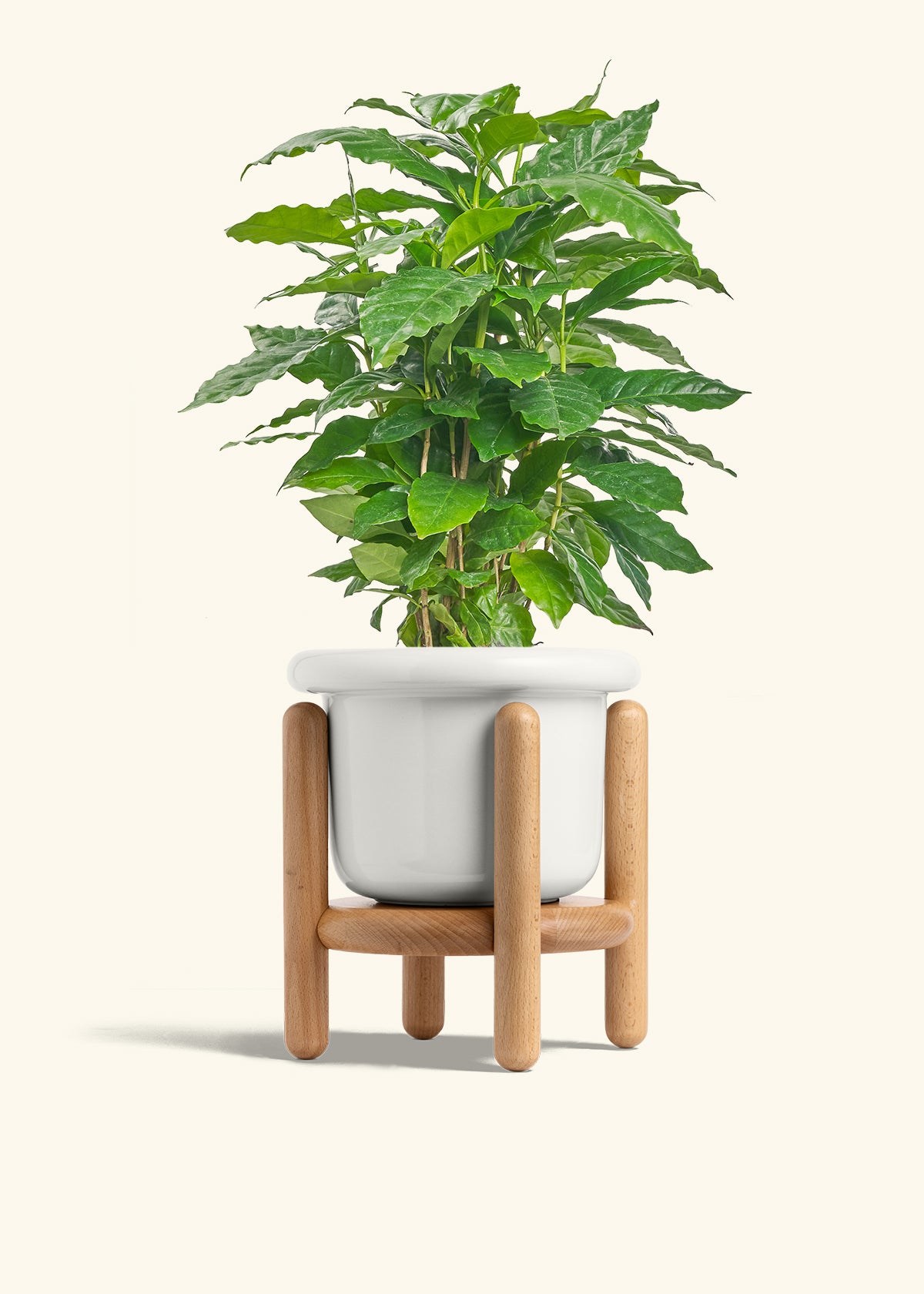 Coffee Plant in a 6 inches Fat Lip White Planter in a Beech Wood Stand