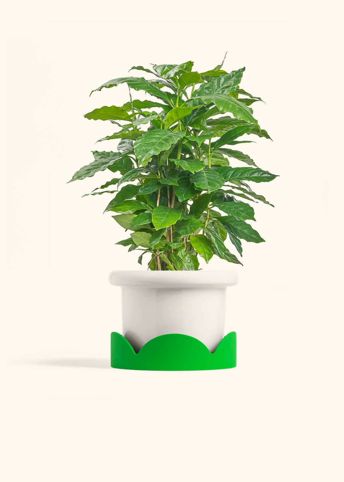 Coffee Plant in a 6 inches Fat Lip White Planter in a Shamrock Petal Drip Tray
