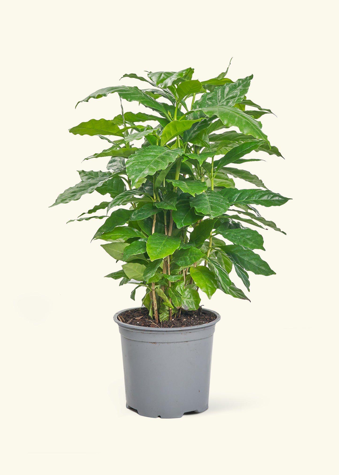 Coffee Plant in a 6 inches grow pot
