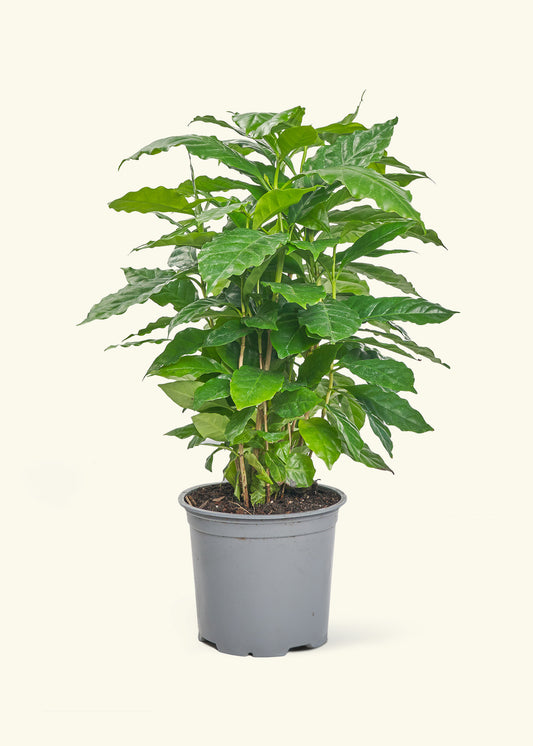 Coffee Plant in a 6 inches grow pot