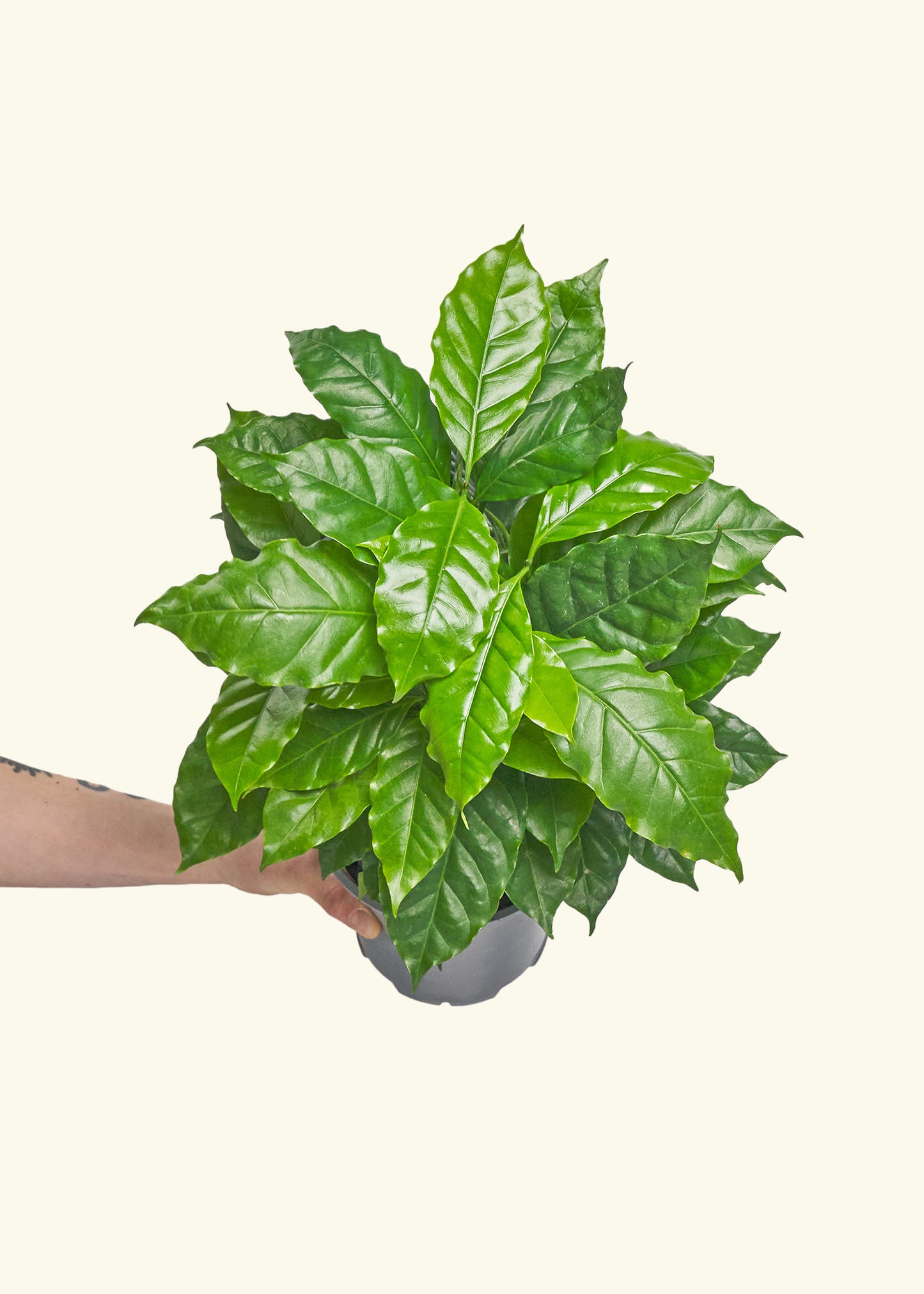 Coffee Plant in a 6 inches grow pot