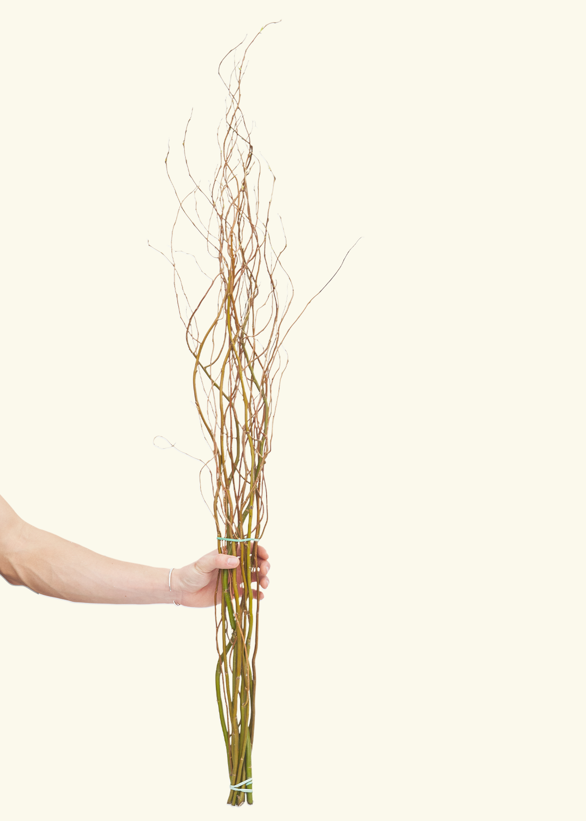 Curly Willow Tip Branches 'Salix matsudana 'Tortuosa'