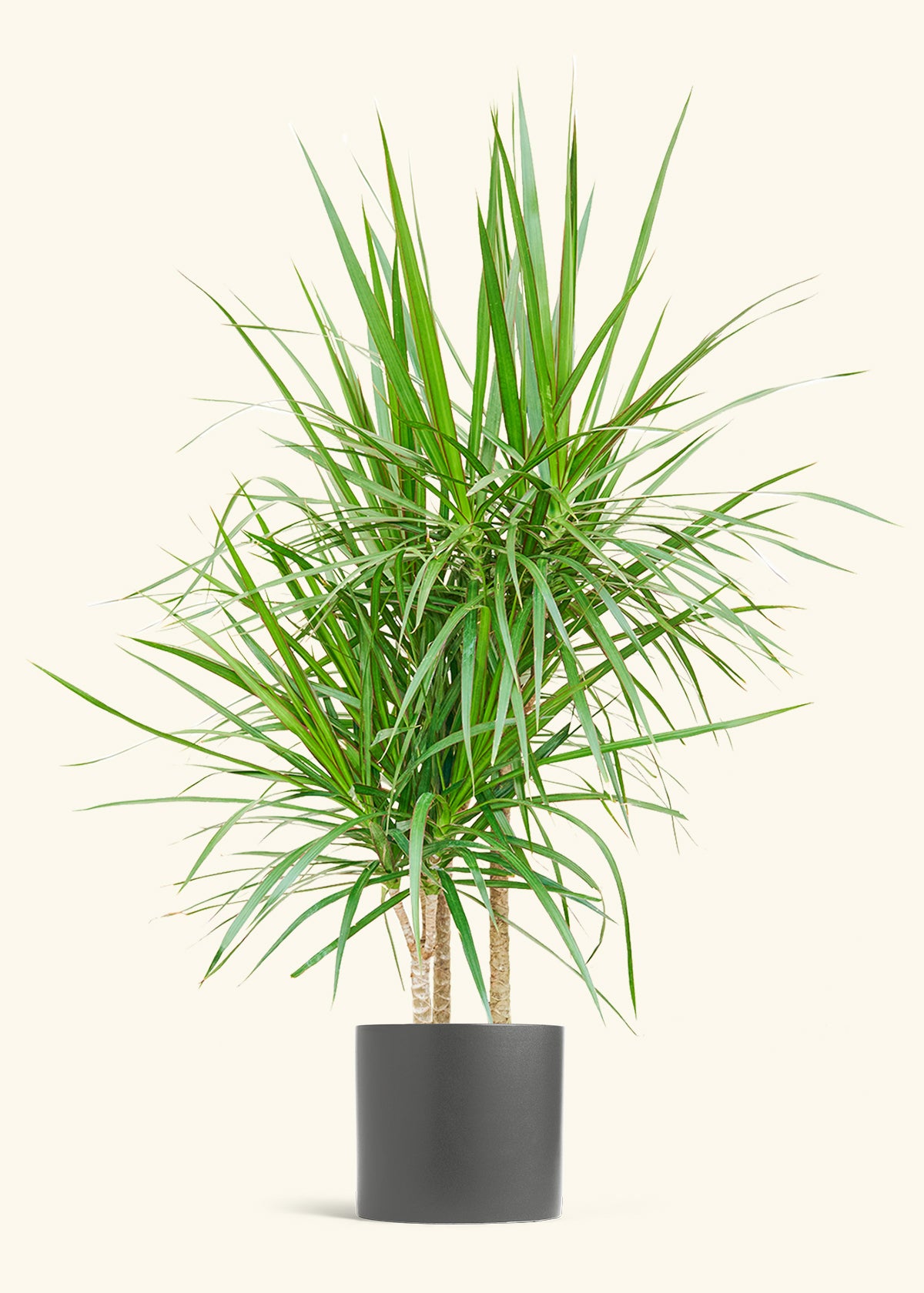 Madagascar Dragon Tree in a 10 inches Pink Classic Cylinder Planter in a Beech Wood Stand