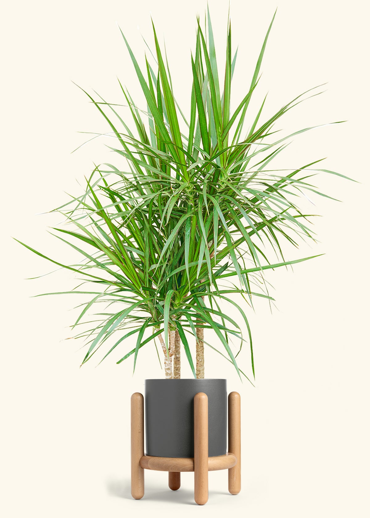 Madagascar Dragon Tree in a 10 inches Charcoal Classic Cylinder Planter in a Oat Petal Drip Tray