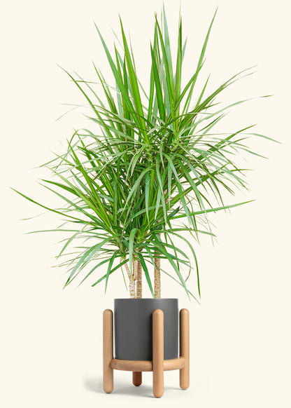 Madagascar Dragon Tree in a 10 inches Charcoal Classic Cylinder Planter in a Oat Petal Drip Tray