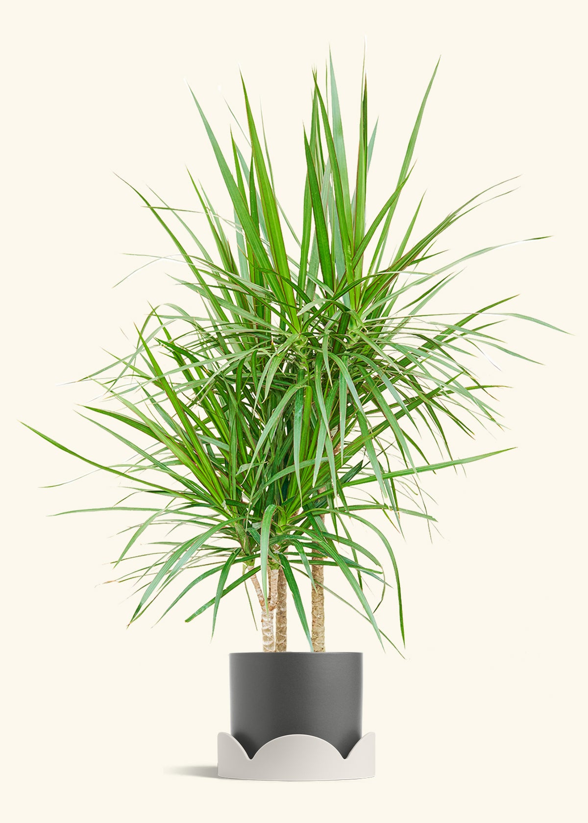 Madagascar Dragon Tree in a 10 inches Charcoal Classic Cylinder Planter in a Shamrock Petal Drip Tray