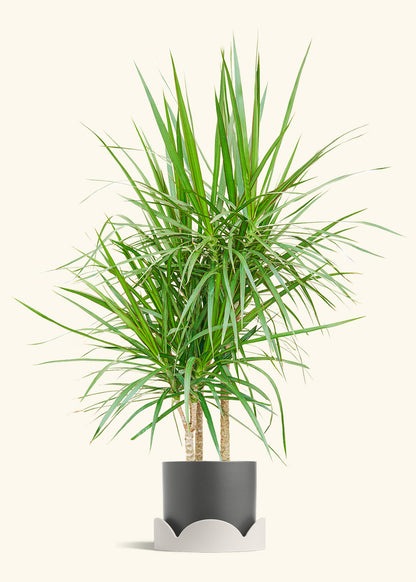 Madagascar Dragon Tree in a 10 inches Charcoal Classic Cylinder Planter in a Shamrock Petal Drip Tray