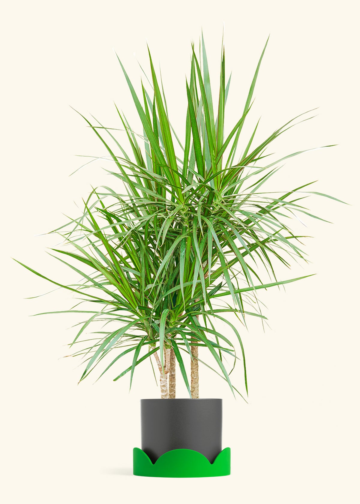 Madagascar Dragon Tree in a 10 inches Charcoal Classic Cylinder Planter 