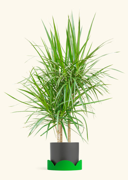 Madagascar Dragon Tree in a 10 inches Charcoal Classic Cylinder Planter 