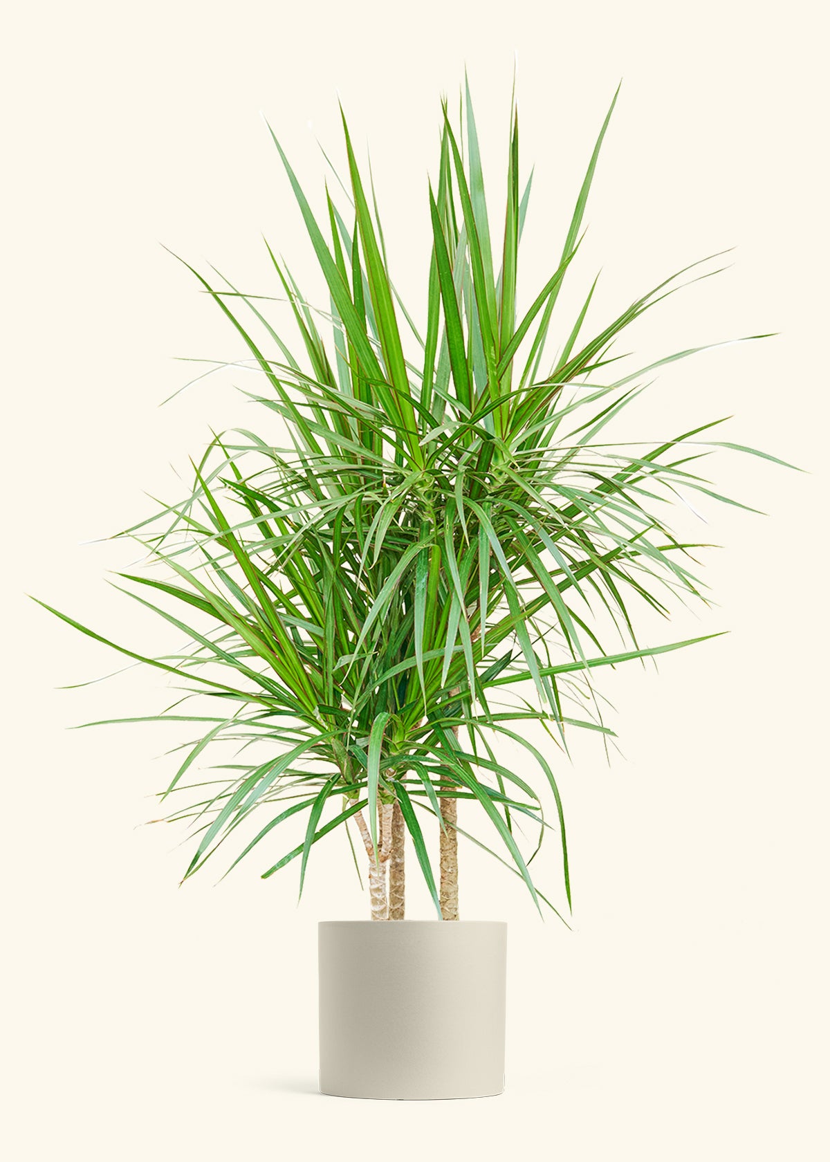 Madagascar Dragon Tree in a 10 inches Charcoal Classic Cylinder Planter in a Beech Wood Stand