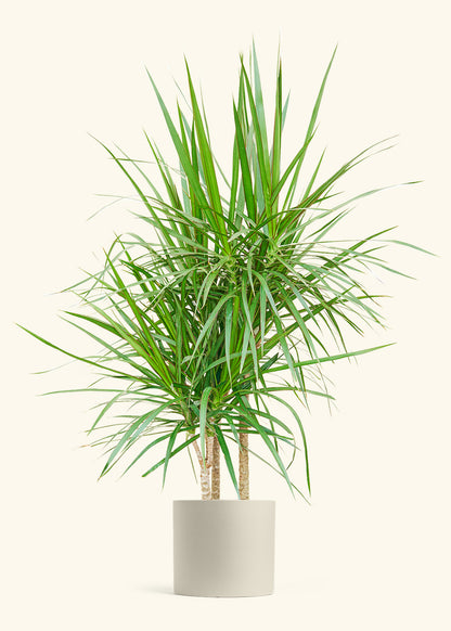 Madagascar Dragon Tree in a 10 inches Charcoal Classic Cylinder Planter in a Beech Wood Stand