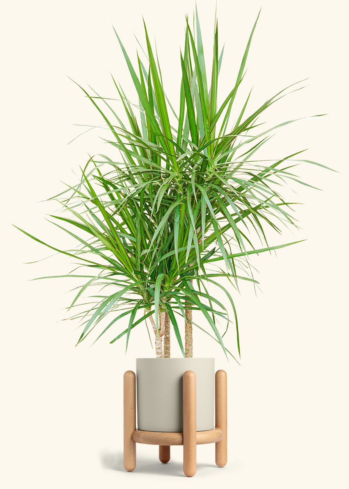 Madagascar Dragon Tree in a 10 inches Oat Classic Cylinder Planter in a Oat Petal Drip Tray