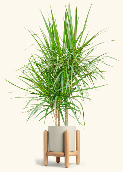 Madagascar Dragon Tree in a 10 inches Oat Classic Cylinder Planter in a Oat Petal Drip Tray