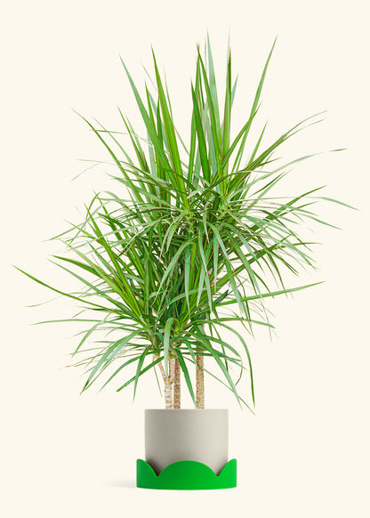 Madagascar Dragon Tree in a 10 inches Oat Classic Cylinder Planter in a Beech Wood Stand