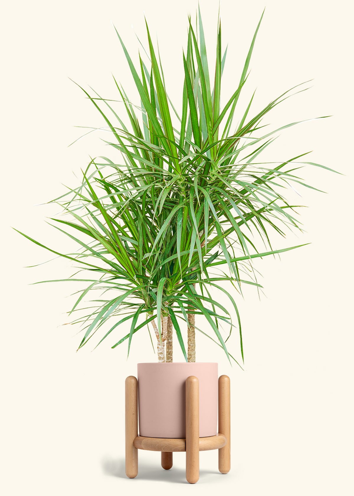Madagascar Dragon Tree in a 10 inches Pink Classic Cylinder Planter in a Oat Petal Drip Tray