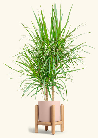 Madagascar Dragon Tree in a 10 inches Pink Classic Cylinder Planter in a Oat Petal Drip Tray