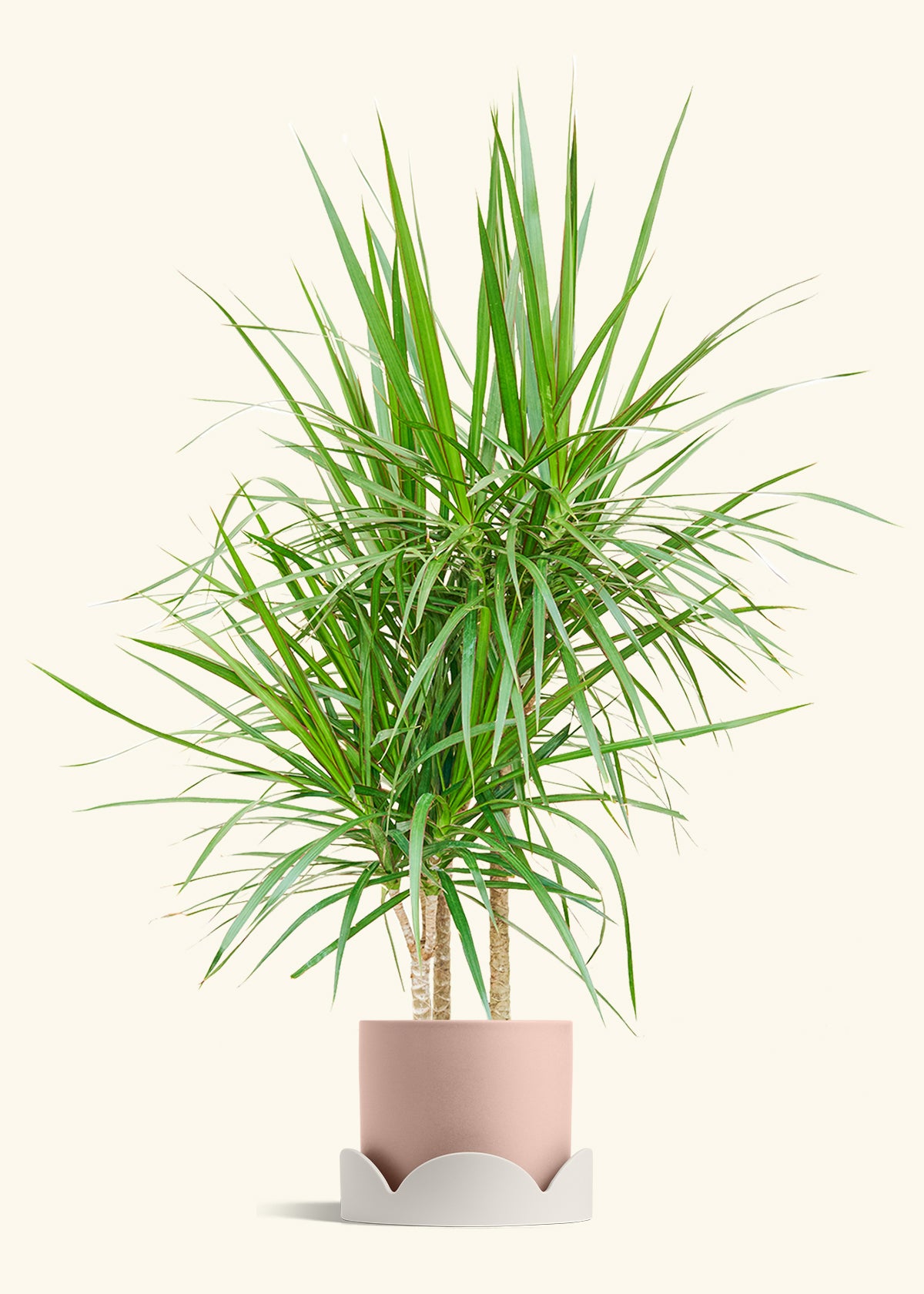 Madagascar Dragon Tree in a 10 inches Pink Classic Cylinder Planter in a Shamrock Petal Drip Tray