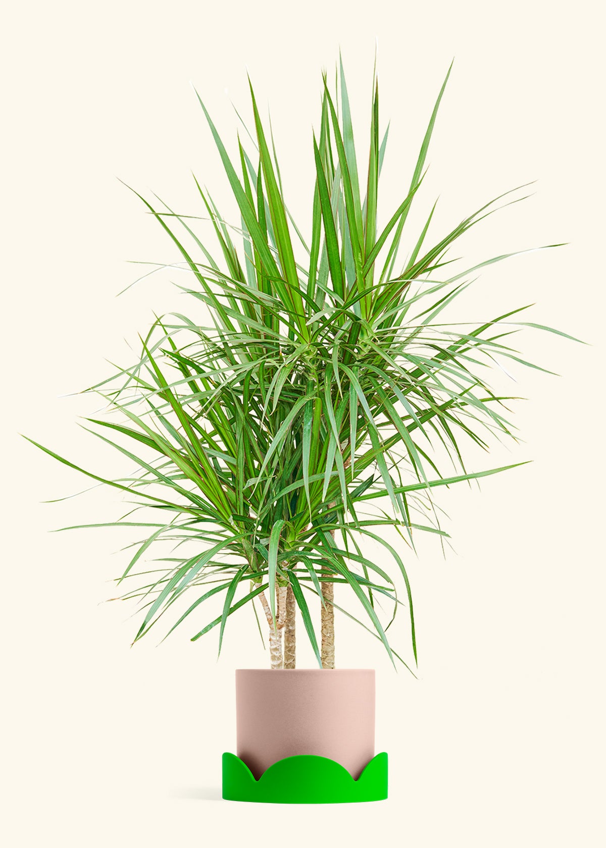 Madagascar Dragon Tree in a 10 inches Pink Classic Cylinder Planter