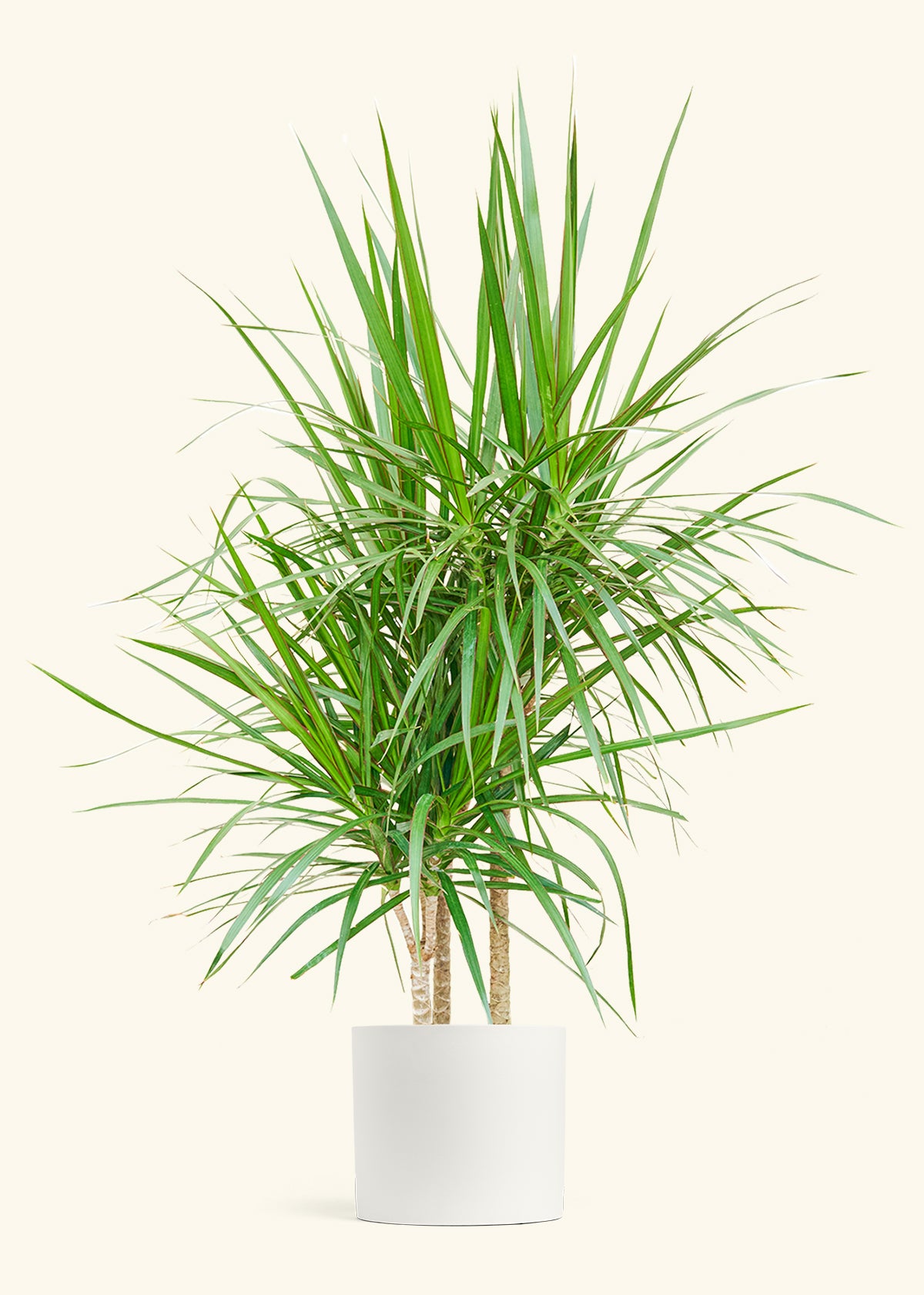 Madagascar Dragon Tree in a 10 inches Fat Lip Oat Planter in a Beech Wood Stand