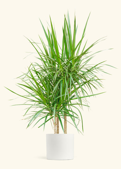 Madagascar Dragon Tree in a 10 inches Fat Lip Oat Planter in a Beech Wood Stand