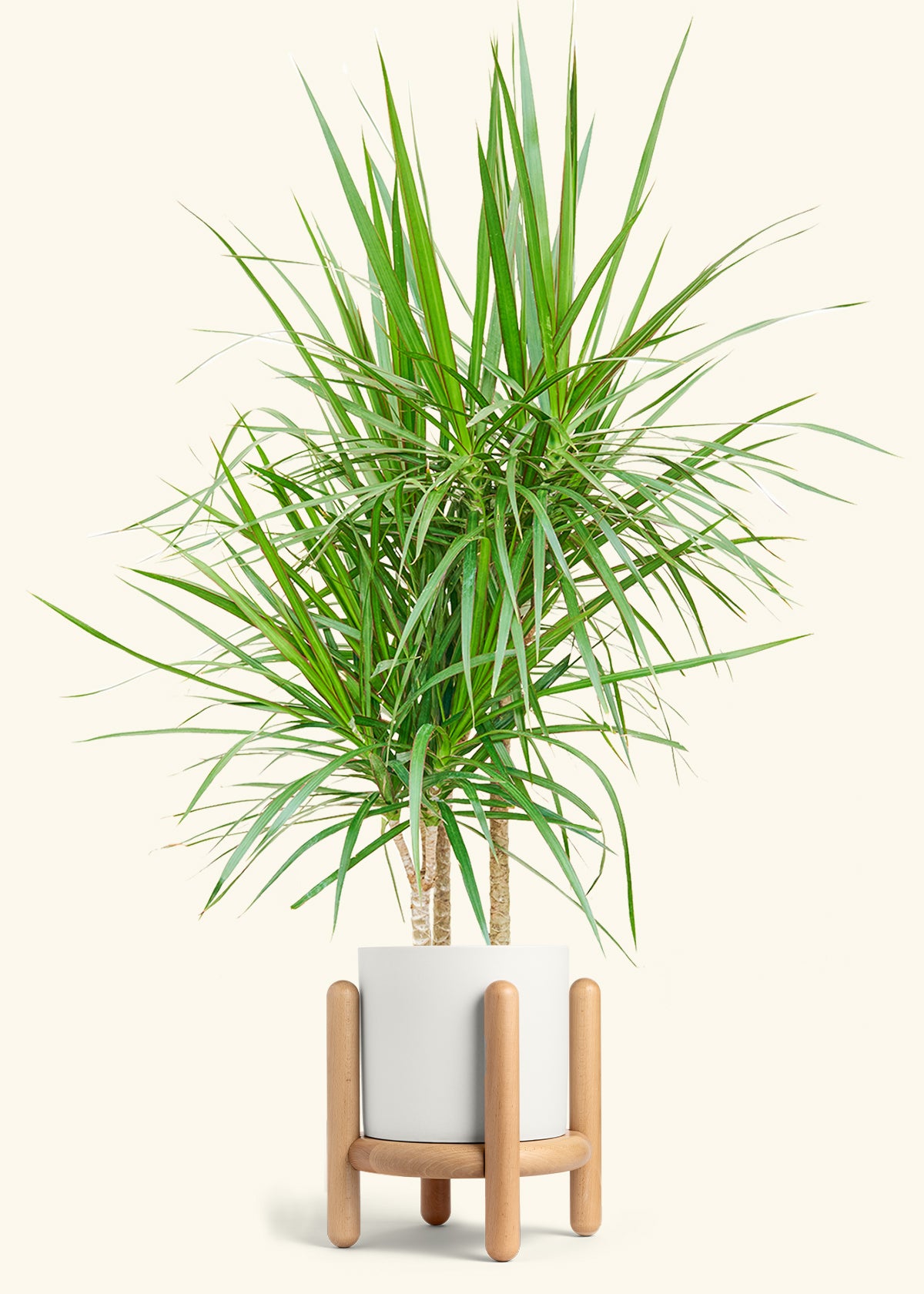 Madagascar Dragon Tree in a 10 inches White Classic Cylinder Planter in a Oat Petal Drip Tray