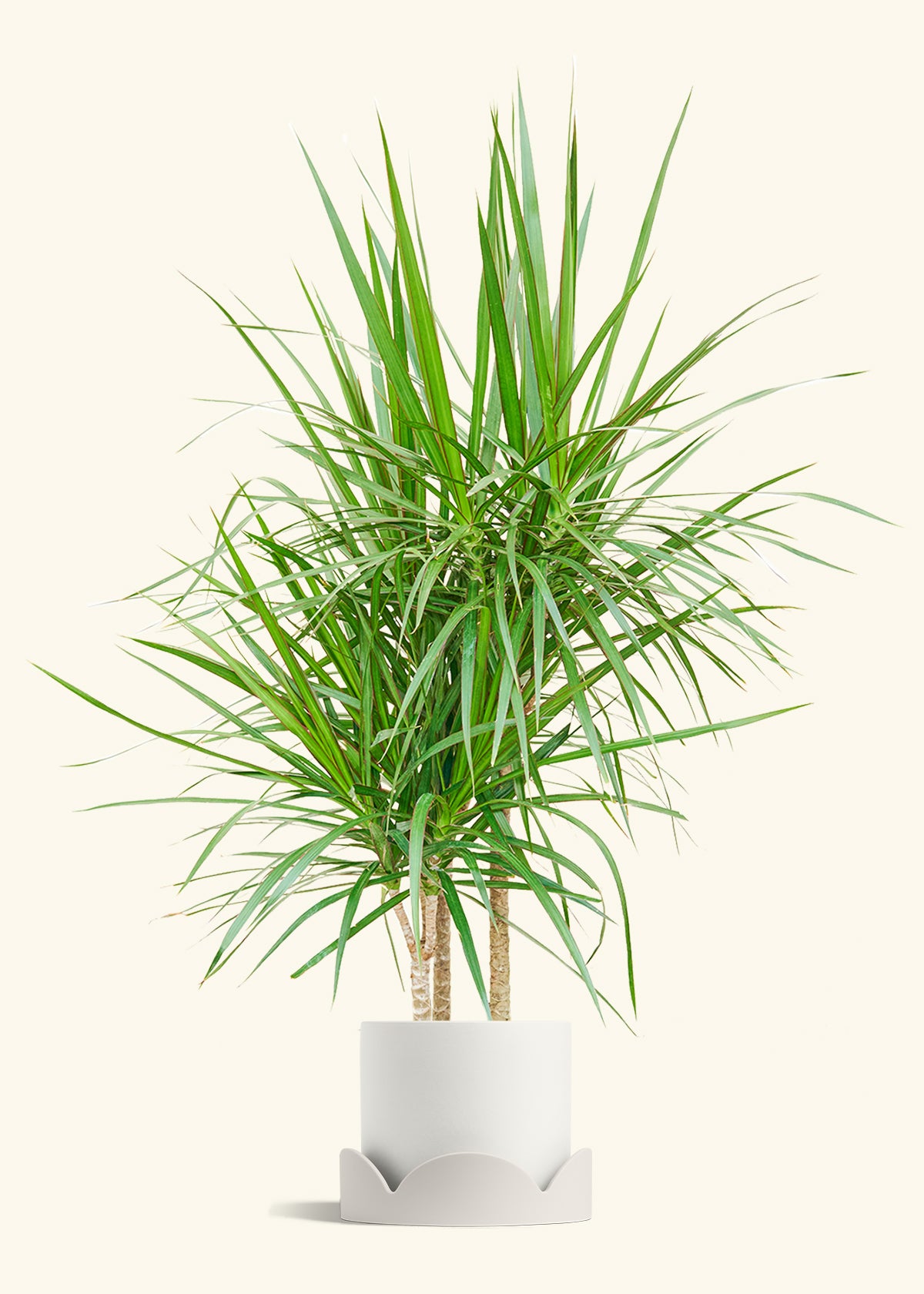 Madagascar Dragon Tree in a 10 inches White Classic Cylinder Planter in a Shamrock Petal Drip Tray