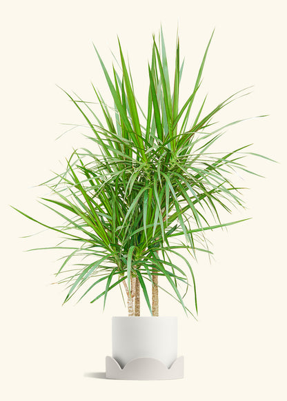 Madagascar Dragon Tree in a 10 inches White Classic Cylinder Planter in a Shamrock Petal Drip Tray