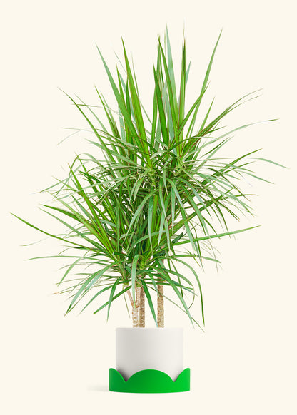 Madagascar Dragon Tree in a 10 inches White Classic Cylinder Planter 