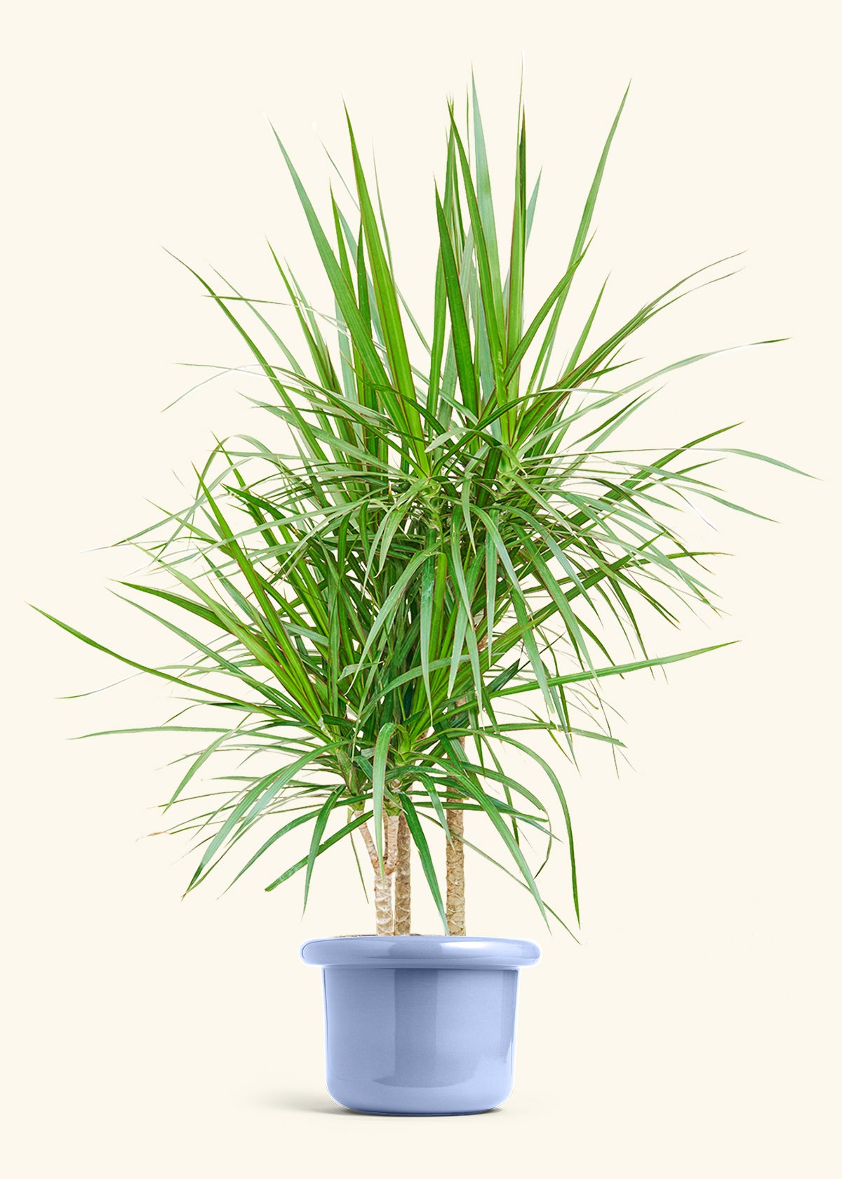 Madagascar Dragon Tree in a 10 inches Fat Lip Blue Planter 