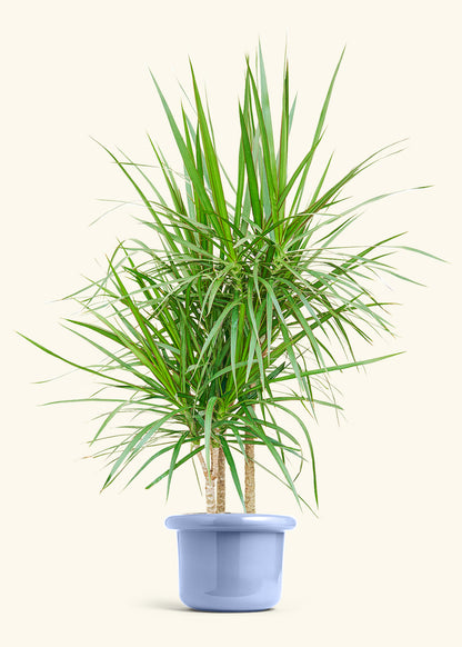 Madagascar Dragon Tree in a 10 inches Fat Lip Blue Planter 