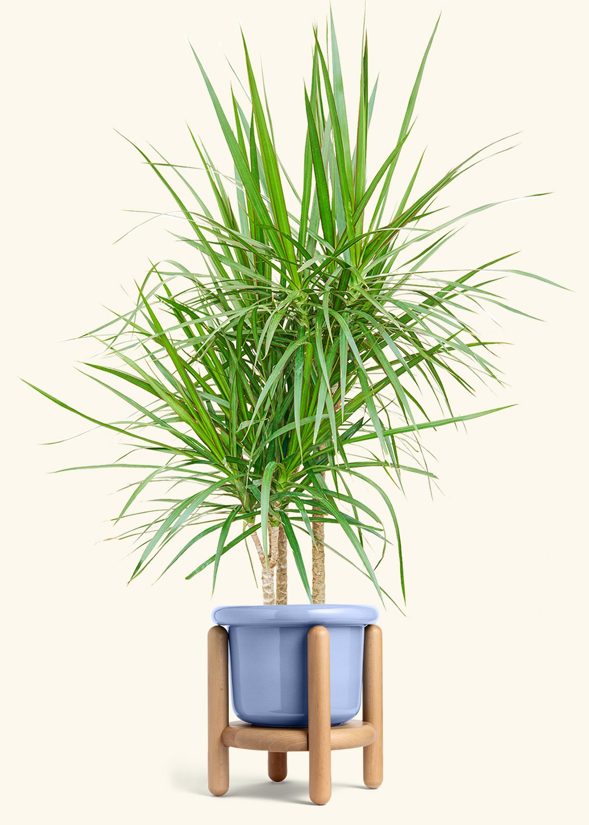 Madagascar Dragon Tree in a 10 inches Fat Lip Blue Planter in a Beech Wood Stand